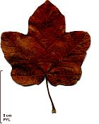 Italian Maple, leaf