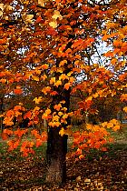 Érable à feuilles d'obier, photos