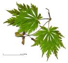 Japanese Maple, leaf