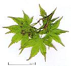 Japanese Maple, pictures