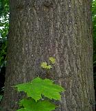 Norway Maple, bark