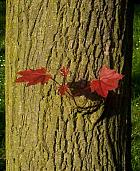 Norway Maple, bark