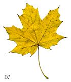 Norway Maple, leaf