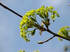 Norway Maple, flower