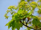 Norway Maple, flower