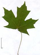 Sugar Maple, leaf