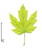 Sycomore, leaf