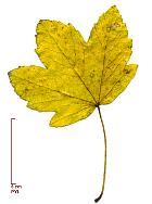 Sycomore, leaf