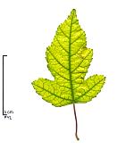 Amur Maple, leaf