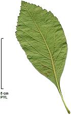 Cockspur Hawthorn, leaf