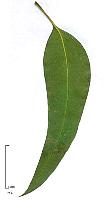 Bluegum Eucalyptus, leaf