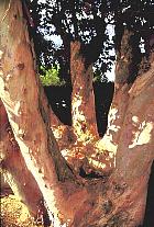 Bluegum Eucalyptus, bark