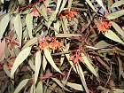 Bluegum Eucalyptus, pictures