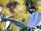 Bluegum Eucalyptus, flower