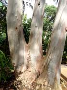 Bluegum Eucalyptus, trunk