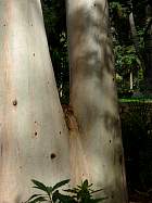 Bluegum Eucalyptus, trunk
