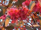 Bluegum Eucalyptus, flower