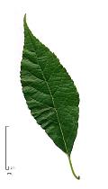Eucommia, leaf