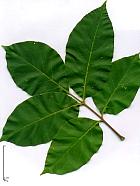 Korean Evodia, leaf