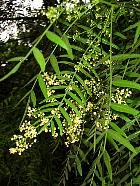 Peruvian Pepper Tree, flower