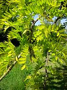 Golden Honey Locust, pictures