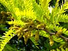 Golden Honey Locust, flower