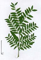 Honey Locust, leaf