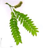 Honey Locust, flower