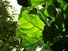 Fiddle-leaf Fig, pictures