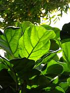 Rubber fig, leaf