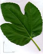 Fig tree, leaf