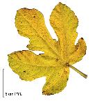 Fig tree, leaf
