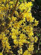 Forsythia hybride, fleur