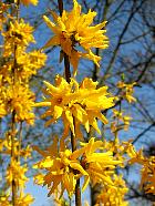 Forsythia hybride, fleur