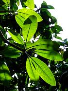 Red Frangipani, leaf