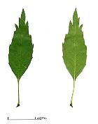 Ash monophyllous, leaf