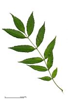 Narrow-leaved ash, leaf