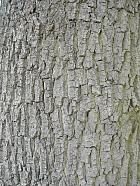 Ash monophyllous, bark