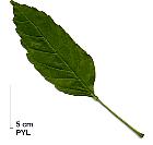 Ash monophyllous, leaf