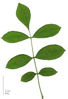 Red Ash lanceolate, leaf