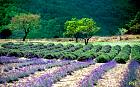 Arbre fruitier, paysage