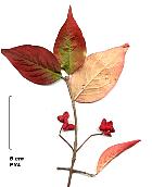 Fusain d'Europe, photos