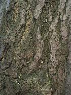 Ginkgo, Maidenhair Tree, bark