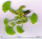 Ginkgo, Maidenhair Tree, pictures