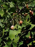 Ginkgo, Arbre aux quarante écus, photos