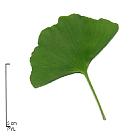 Ginkgo, Maidenhair Tree, leaf