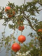 Pomegranate, pictures
