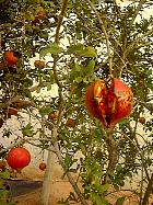 Pomegranate, pictures