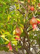 Pomegranate, pictures