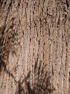 Grévillier, Chêne argenté d'Australie, photos